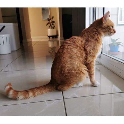 Pirate ~ 10yo Ginger Cat