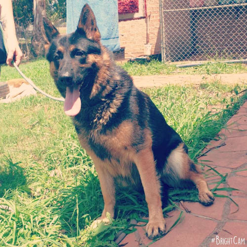 Delta ** Pure Breed German Shepherd **