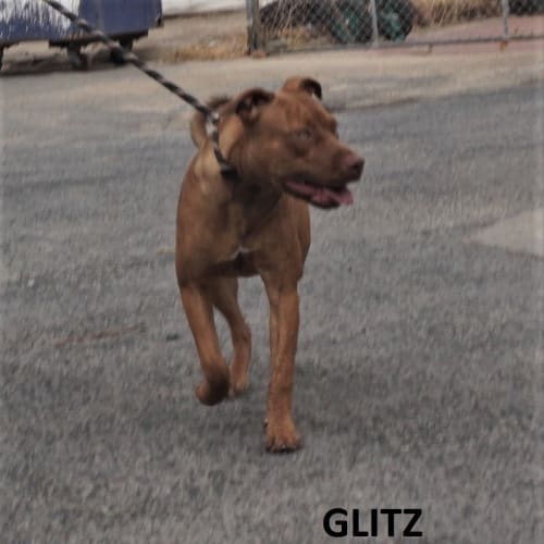 Glitz