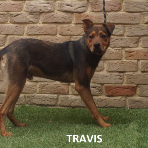 Travis