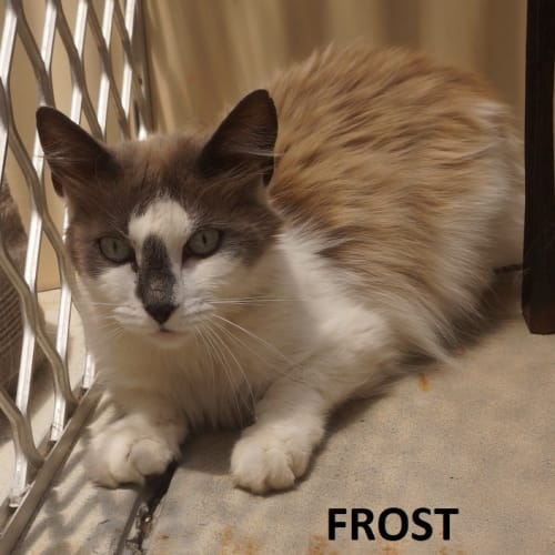 Frost