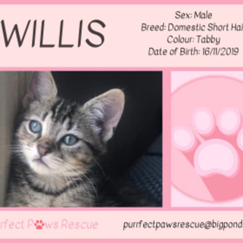 Willis