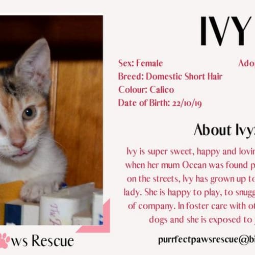 Ivy