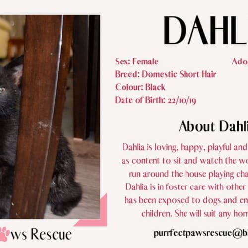 Dahlia