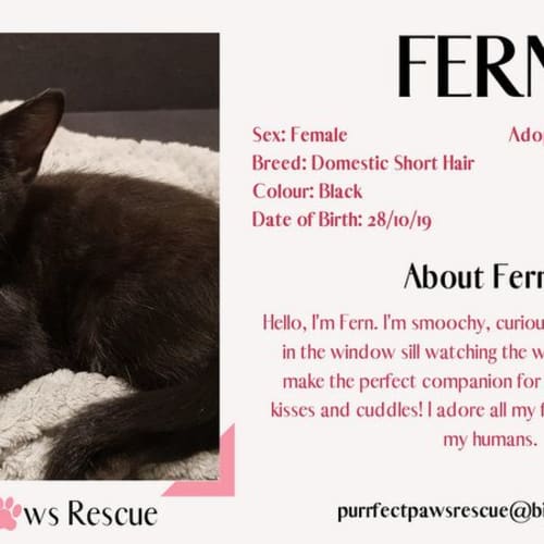 Fern