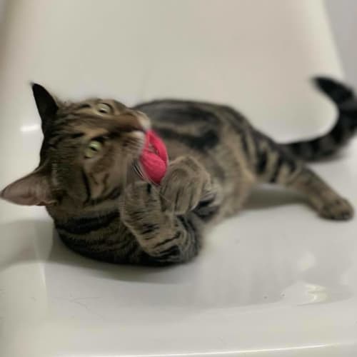 Brisbane Valley Cat Rescue Petrescue