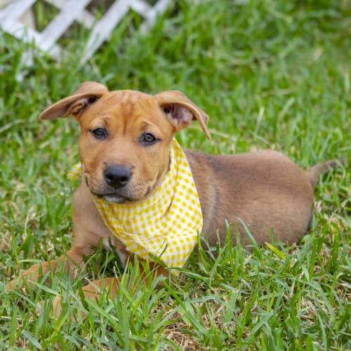 Montanna ~ MastiffxRidgeback pup (On Trial 14/3/20