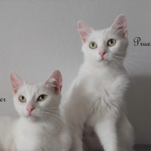 Prue and Piper