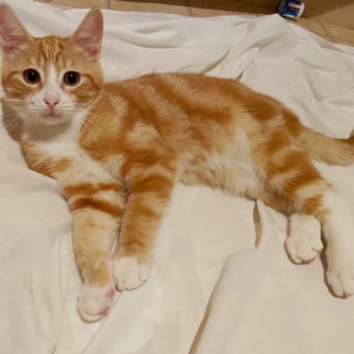 Archie