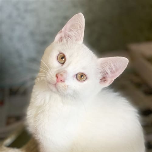 Nimbus
