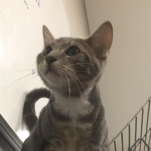 Steve