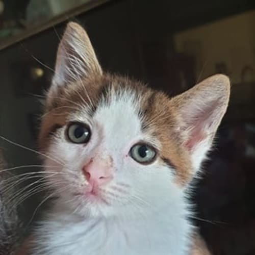 Archie