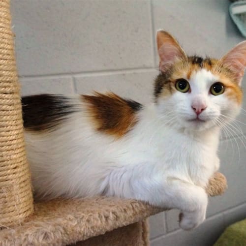 Mittens