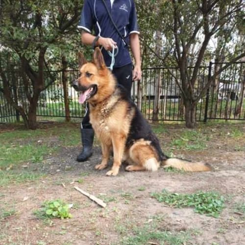 Sherba ** Pure Bred German Shepherd **