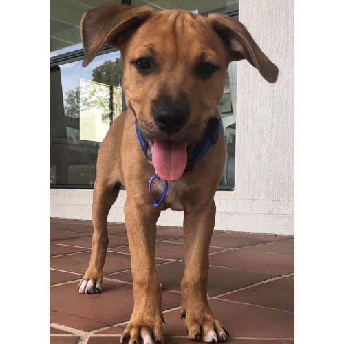 Scooby ~ Mastiff x Ridgeback pup (On Trial 9/2/20)