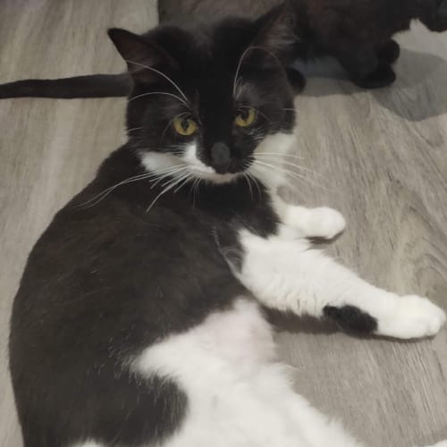 Little Miss (Assisted Rehome) 🌹