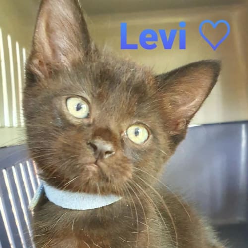 Levi