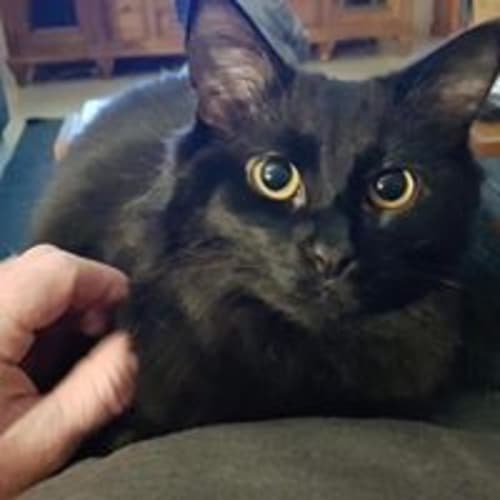 Grace & Gwen- Purrfect Match 