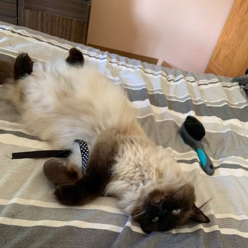 Milo 