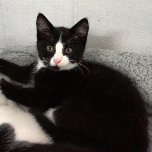 Zorro