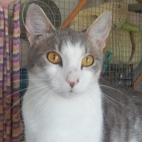 Jackson