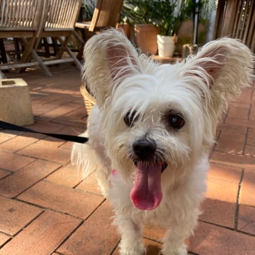 Millie 🤩🤩