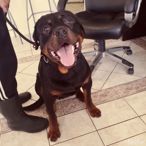 No photo for Reed **Pure Bred Rottweiler**