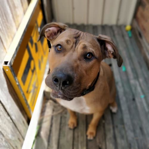 Iris ~ 11mo Mastiff x Ridgeback (On Trial 7/3/20)