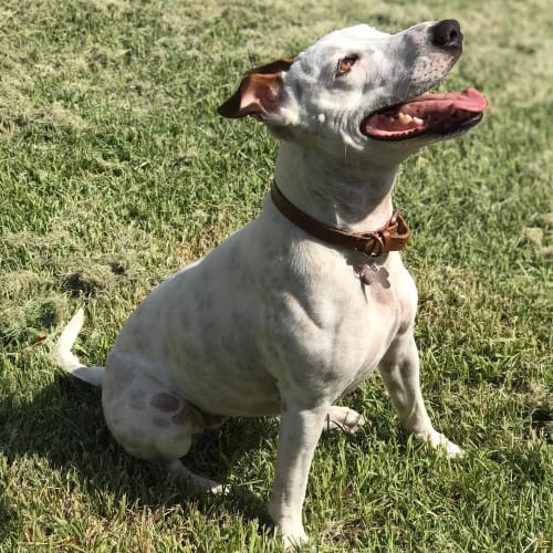 Milly ~ 4yo Staffy x Cattle (On Trial 25/2/20)