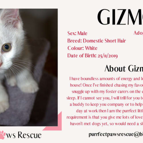 Gizmo