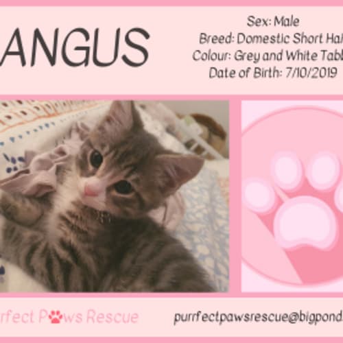 Angus