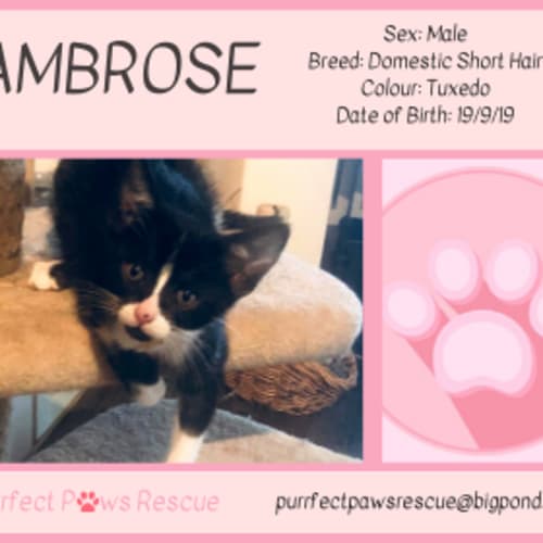 Ambrose