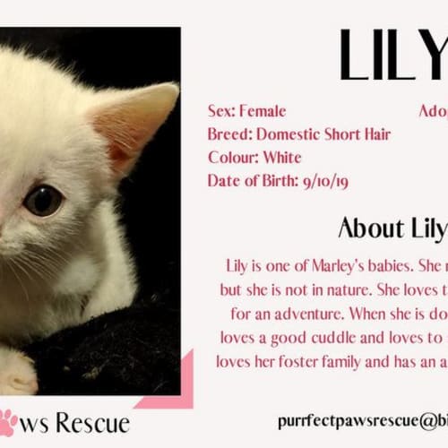 Lily