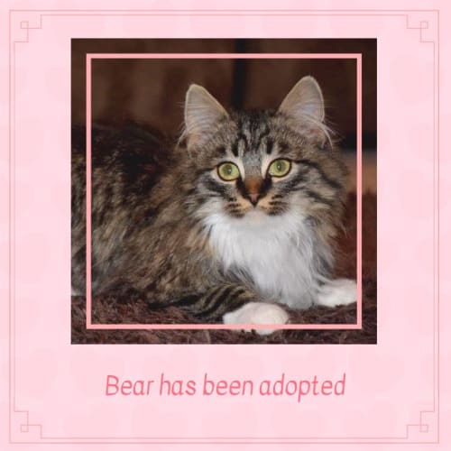 Bear