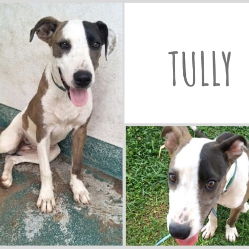 Tully