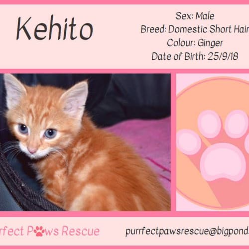 Kehito