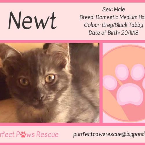 Newt