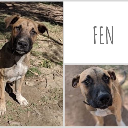 Fen 