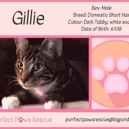 Gillie