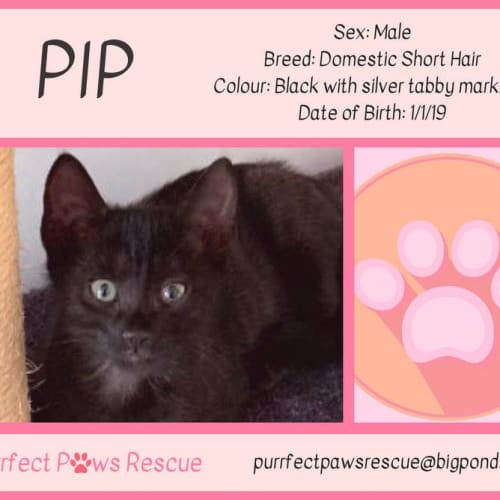 Pip