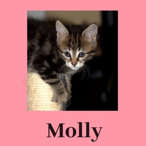 Molly