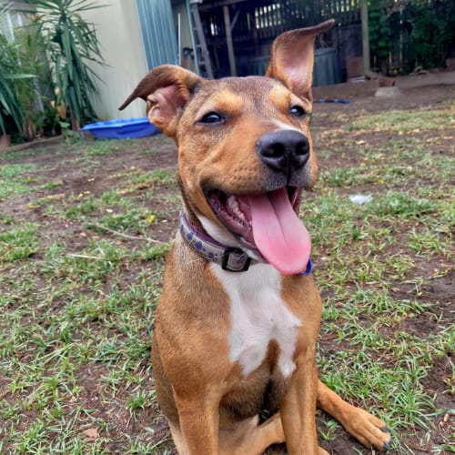 Nala ~ sweet 4mo Staffy x puppy (On Trial 8/3/20)