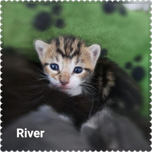 River Pickett