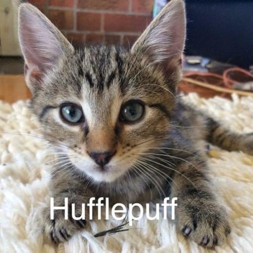 Hufflepuff