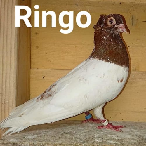 Ringo