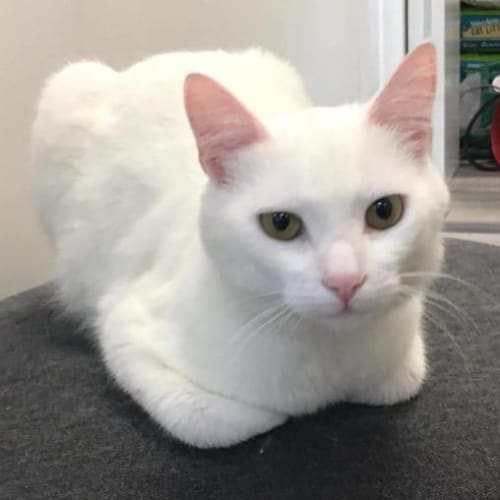 Nanook - Meet me at Neko HQ in Preston