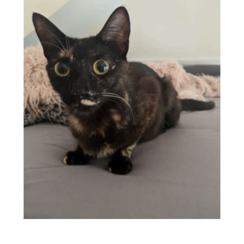 Salem