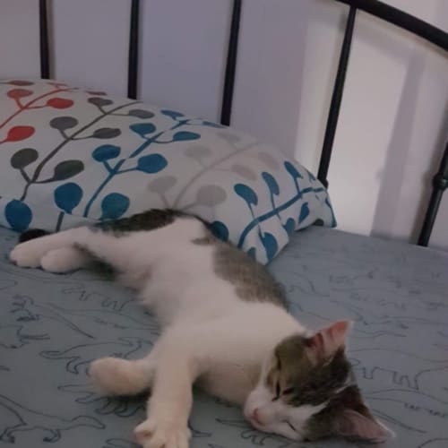 Felix