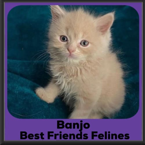 Banjo 