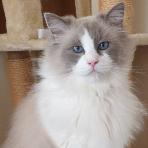 Thomas